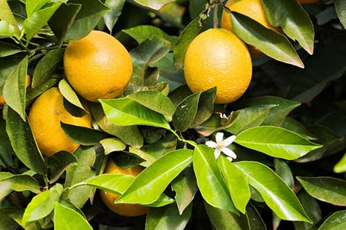  ADAMA reforça atuação em citros e hortifrúti com soluções apresentadas na Expocitros e Hortitec