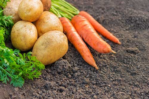  ADAMA reforça atuação em citros e hortifrúti com soluções apresentadas na Expocitros e Hortitec