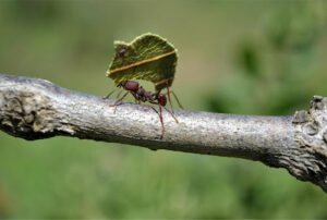 Formigas cortadeiras ameaçam setor florestal