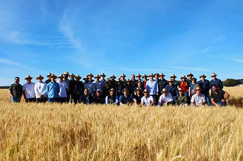 Indústria moageira aposta no Cerrado para ampliar a produção de trigo nacional