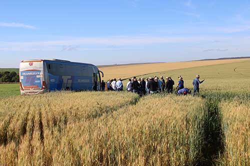 Indústria moageira aposta no Cerrado para ampliar a produção de trigo nacional