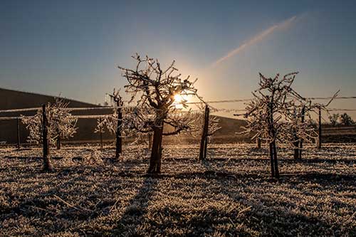 Aminoácidos minimizam impactos do frio em hortifrútis