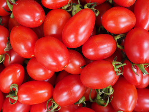 Produtividade do tomate aumenta mais de 10% com biotecnologias inovadoras