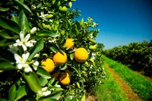 Cresce adesão de produtores de citros à biotecnologia contra o greening