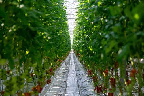 Hortitec 2025: BASF reforça portfólio para manejo integrado de frutas e hortaliças