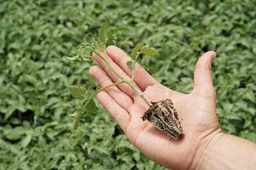 Hortitec 2025: BASF reforça portfólio para manejo integrado de frutas e hortaliças