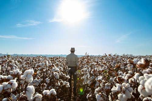 Começa a colheita do algodão em MT: saiba como o monitoramento climático contribui para uma safra recorde 