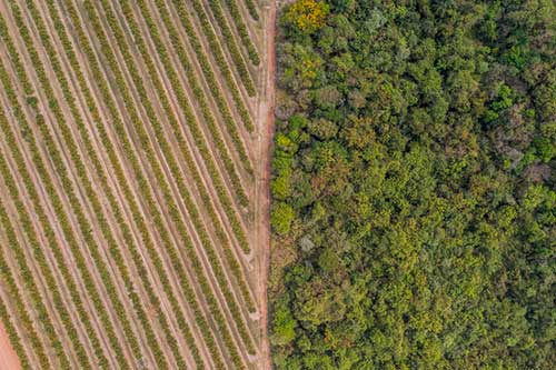 Citrosuco obtém empréstimo ESG de quase R$ 1 bilhão para impulsionar iniciativas de sustentabilidade