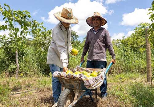 Agricultores familiares poderão contar com aplicativo para manejo de irrigação