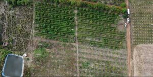 Agricultores familiares poderão contar com aplicativo para manejo de irrigação