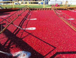 Mercado de cranberry no Brasil cresce mais de 130% em três anos e impulsiona produtos funcionais