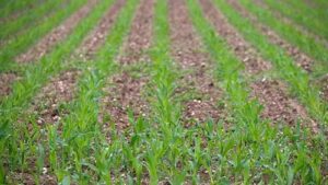 Aplicação foliar de fertilizantes nitrogenados: estratégia complementar para a nutrição de plantas