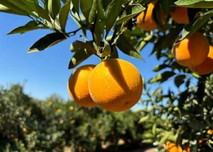 Citricultura ganha duas variedades de laranja precoces e produtivas