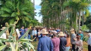 Tecnologia e boas práticas impulsionam cultivo da pitaya no DF