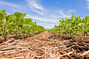 Congresso Brasileiro de Soja debaterá 100 anos de soja no Brasil vislumbrando o amanhã