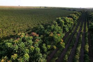 Dia Mundial do Meio Ambiente: a cafeicultura que protege a natureza
