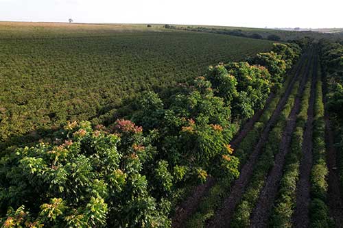 Dia Mundial do Meio Ambiente: a cafeicultura que protege a natureza