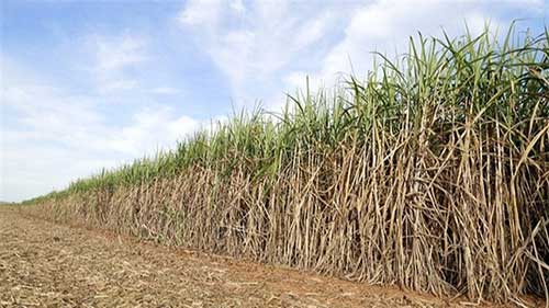 Até julho, estresse hídrico é a grande preocupação dos produtores canavieiros