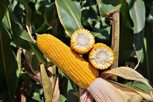 Forseed destaca-se em ensaios de produtividade no Sul de Minas e em Mato Grosso