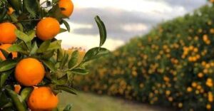 Estoques críticos e fertilizantes inteligentes: oportunidade para inovação na laranja brasileira