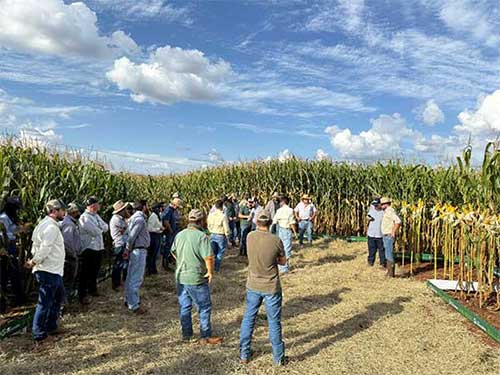  Tour Tecnológico de Milho Safrinha percorre a região de Rio Verde (GO) e reforça foco em manejo para altas produtividades