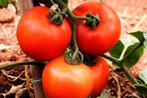 HM.CLAUSE lança o tomate Stony e mais três cultivares na Hortitec 2025, com foco em sanidade e alta produtividade