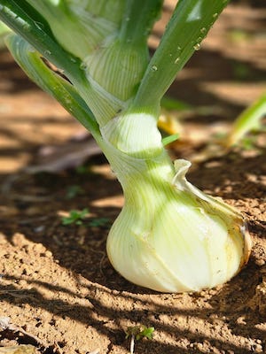 Do campo à mesa, Hortitec 2025 apresenta novas tecnologias para a horticultura brasileira