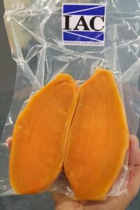 Do campo à mesa, Hortitec 2025 apresenta novas tecnologias para a horticultura brasileira