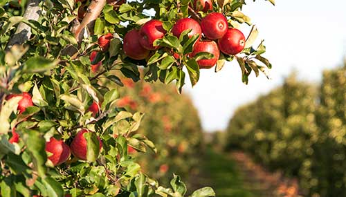 IHARA marca presença na 30ª edição da Hortitec com produtos inéditos para a fruticultura brasileira