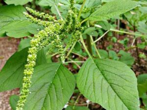 Avanço de espécies do gênero Amaranthus, conhecidas como caruru, desafia sojicultores e reforça a necessidade de inovação no manejo pré-emergente