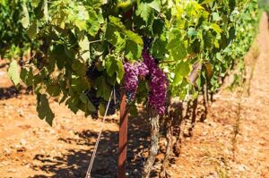 IHARA marca presença na 30ª edição da Hortitec com produtos inéditos para a fruticultura brasileira