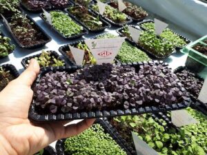 ISLA Sementes comemora 70 anos com muitas atrações