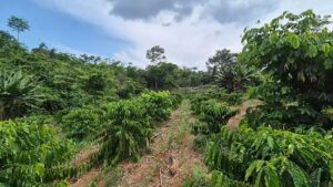  Café amazônico conquista espaço no cenário nacional com produção sustentável e de qualidade em Apuí
