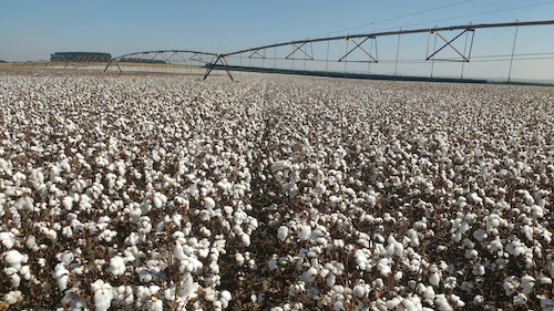 Tecnologia na irrigação: São Paulo se destaca com uso de pivôs centrais na agricultura