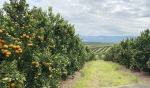 Koppert Brasil leva suas soluções biológicas para a Expocitros 2025