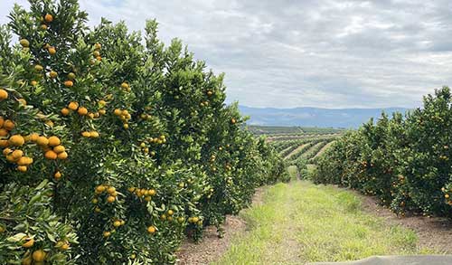 Koppert Brasil leva suas soluções biológicas para a Expocitros 2025