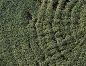 Koppert levará destaques do setor de biológicos para a Hortitec 2025