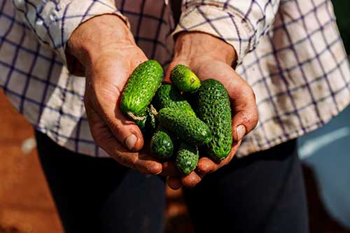 Dia do Pepino: tradição, sabor e impacto social de um ingrediente que une gerações