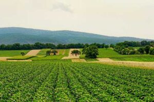 Brasil se prepara para a COP 30 com foco na irrigação como aliada à agricultura sustentável