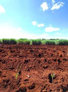 Correção profunda do solo ajuda as plantações de cana-de-açúcar a enfrentarem períodos de seca