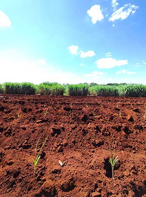 Dia do Agricultor: cinco práticas para aumentar a produtividade e reduzir riscos nas safras