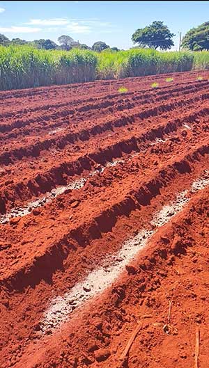 Correção profunda do solo ajuda as plantações de cana-de-açúcar a enfrentarem períodos de seca