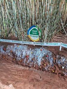 Produtor de Cambará (PR) vence ano desafiador e garante alta produtividade com manejo microbiológico do solo