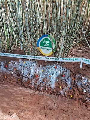 Produtor de Cambará (PR) vence ano desafiador e garante alta produtividade com manejo microbiológico do solo