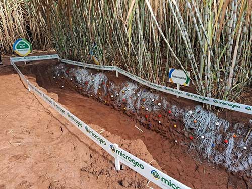 Produtor de Cambará (PR) vence ano desafiador e garante alta produtividade com manejo microbiológico do solo