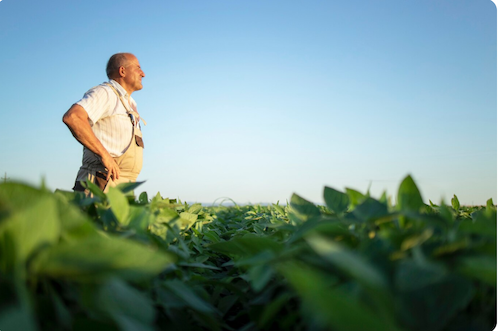 Estratégico para alimentar o mundo, fertilizante também ajuda a preservar o meio ambiente Estratégico para alimentar o mundo, fertilizante também ajuda a preservar o meio ambiente
