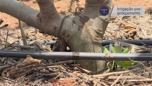 Projeto de irrigação por gotejamento transformou a Adelpho Frutas em referência em produtividade e qualidade