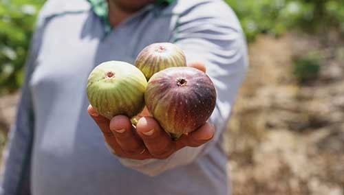 Projeto de irrigação por gotejamento transformou a Adelpho Frutas em referência em produtividade e qualidade