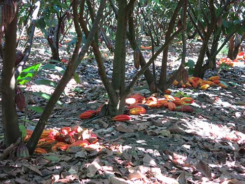  Brasil retoma protagonismo na produção de cacau com tecnologia de irrigação