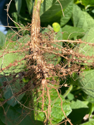 Inoculantes podem proporcionar um acréscimo médio de até 16% na produção de soja
